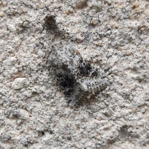 Réf. 341 336 : Hecatera bicolorata